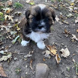 Rebecca - Red female Lhasa Apso puppy in Snover, Michigan from Lhasa Fur Life