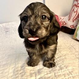 Quiggles - Cream male Dachshund puppy in Hensley, Arkansas from The Dachshund Barn