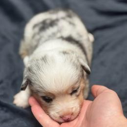 Ember - Blue merle and white female American Corgi puppy in Nortonville, Kansas from Low Riders Corgis & Mini Aussies