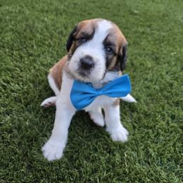 Boy 4 - male Saint Berdoodle puppy in Menifee, California from Royal Saint Bernards
