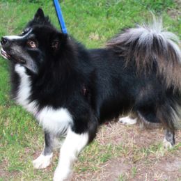 Riley - Pomsky puppy from Highpoint Pomskies