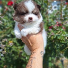 Lan - Chocolate parti male Pomeranian puppy in Oologah, Oklahoma from GG's Pomeranians