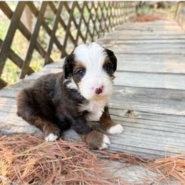 Salvy - Blue merle male Bernedoodle puppy in Wamego, Kansas from Doodles of Oz