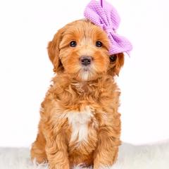 Girl 1 - Red Double Doodle puppy in Lehi, Utah from Our Little Farm Life Doodles