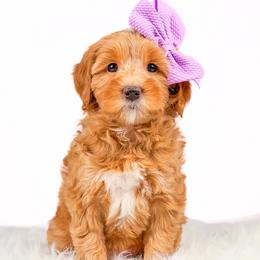 Girl 1 - Red Double Doodle puppy in Lehi, Utah from Our Little Farm Life Doodles
