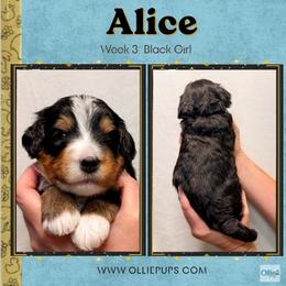 Alice (Black girl) - Tri-color female Bernedoodle puppy in Boiling Springs, South Carolina from OlliePups, LLC