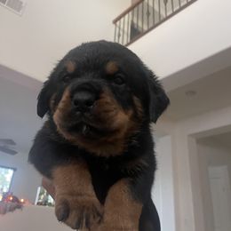 Rottweiler Puppies from GrowlHausRotts
