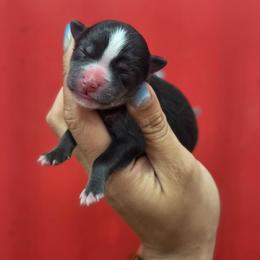 Wallis - Tri-color male Pomsky puppy in Mc Callsburg, Iowa from SZ Rolling Acres LLC