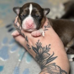 Biscuit - Sable and white male American Corgi puppy in Greenwood, Indiana from Witch Creek Corgis