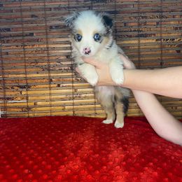 Makita - Miniature Australian Shepherd puppy in Berryville, Arkansas from 2Lazy2P Mini Aussies
