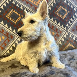 Mocha - Wheaten female Scottish Terrier puppy in Morganton, North Carolina from Maylark Scottish Terriers