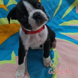 Grim - Black and white male Boston Terrier puppy in Clinton Township, Michigan from Greenberg's Boston Terriers & Bullies of Metro Detroit