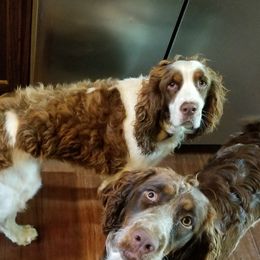 English Springer Spaniels from Bluegrass Bend English Springer Spaniels