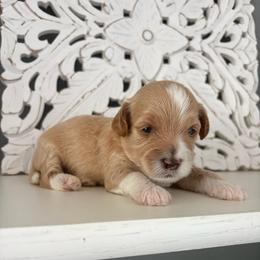 Leonardo - Apricot male Goldendoodle puppy in Brooksville, Florida from Abby’s Standard Goldendoodles