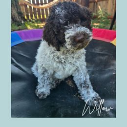 Girl 1 - Brown roan female Lagotto Romagnolo puppy in Salida, California from Harper's Lagotti