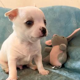 Olaf - White male Chihuahua puppy in Seneca, Missouri from Stephanie’s Puppy Colony