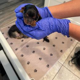 Yorkshire Terrier puppies from Mckeever's Yorkies