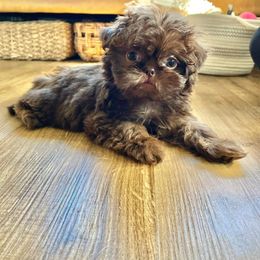 Shih Tzu All Grown Up from FurryTails Shih-tzu