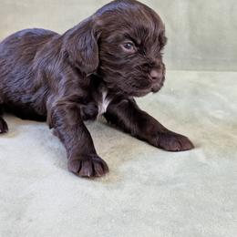 NOT A PET Working Home Only - Liver female English Cocker Spaniel puppy in Phillips, Nebraska from Fenloch Gundogs