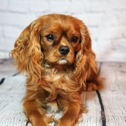 Charlie - Cavalier King Charles Spaniel