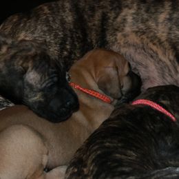 Great Danes from Konkoly-Thege Danes