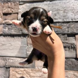 ET - Sable male Pembroke Welsh Corgi puppy in Benjamin, Utah from Nuna’s  Corgis