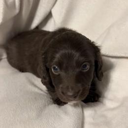 Beatnik - Chocolate male Dachshund puppy in Kentucky from Wonderful Weiners