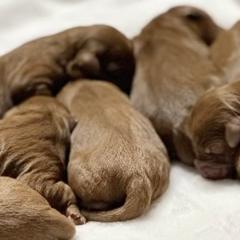 Whoodles from Perri’s Whoodles