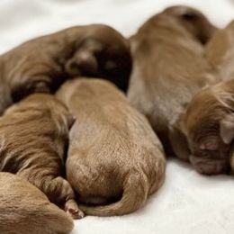 Whoodles from Perri’s Whoodles