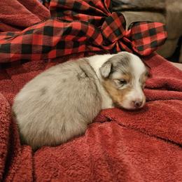 Girl 1 - Blue merle female Collie puppy in Tennessee from Voneida Collies & Corgis