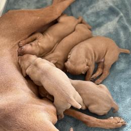 Vizsla puppies from Firestone Vizslas