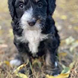 Australian Cattle Dog and Bernedoodle Puppies from Diamond U Doodles & True Grit Stockdogs