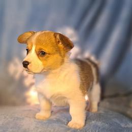 Butternut - Sable and white female American Corgi puppy in Gouverneur, New York from St. Lawrence Corgis