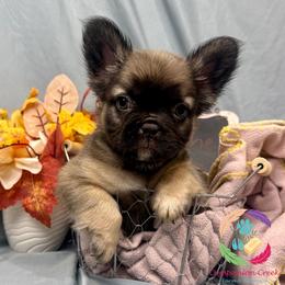 Cache - Fawn male French Bulldog puppy in Bowman, Georgia from Companion Creek Farm