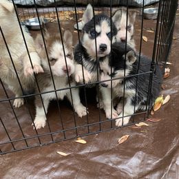 Siberian Husky Puppies from Nancy Barger's Siberian Huskies