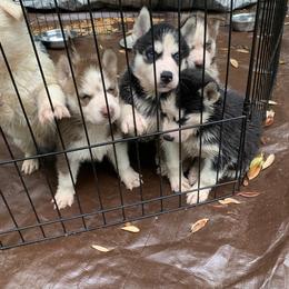 Siberian Husky Puppies from Nancy Barger's Siberian Huskies