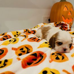 Cavalier King Charles Spaniel Puppies from Ridgefield Cavaliers