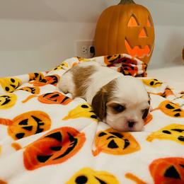 Cavalier King Charles Spaniel Puppies from Ridgefield Cavaliers