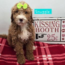 Snuggle - Apricot female Goldendoodle puppy in Neillsville, Wisconsin from Granton Creek