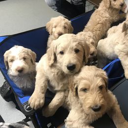 Goldendoodle, Schnoodle, and Sheepadoodle Puppies from Dood Ranch