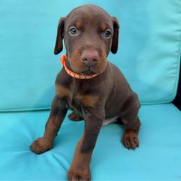 Orange Male - Red and rust male Doberman Pinscher puppy in Madison, Indiana from Jensen Dobermans and Dachshunds