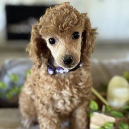 Daffodil - Apricot female Poodle puppy in Gilbert, Arizona from Desert Oasis Kennels