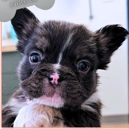 Bookworm - Tricolors female French Bulldog puppy in Elberton, Georgia from Ioney's Southern Paws Shelties, Frenchies, and Yorkies