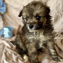 Chocolate - Chocolate male Pomsky puppy in Decatur, Illinois from We R Puppies