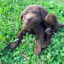 Yellow - Chocolate male Labrador Retriever puppy in Millville, New Jersey from Creekside Canines
