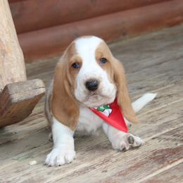 Honey Bear - Lemon and white male Basset Hound puppy in Missouri from Clevenger Farms