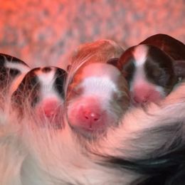 Cavalier King Charles Spaniels from Cavaliers of New Castle