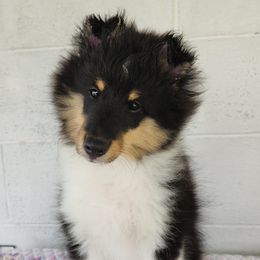 Tracker - Black white and tan male Shetland Sheepdog puppy in Pennsylvania from Karefree Shelties