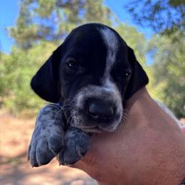 Oregano - blue collar - Black roan male German Shorthaired Pointer puppy in Mokelumne Hill, California from Underhill GSP