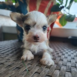 Long Haul's Red Flame N'Ever Fades - Chocolate male Chinese Crested puppy in New Castle, Pennsylvania from Long Rotts & Long Haul Cresteds